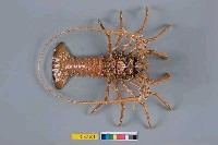 藏品(長足龍蝦)的圖片